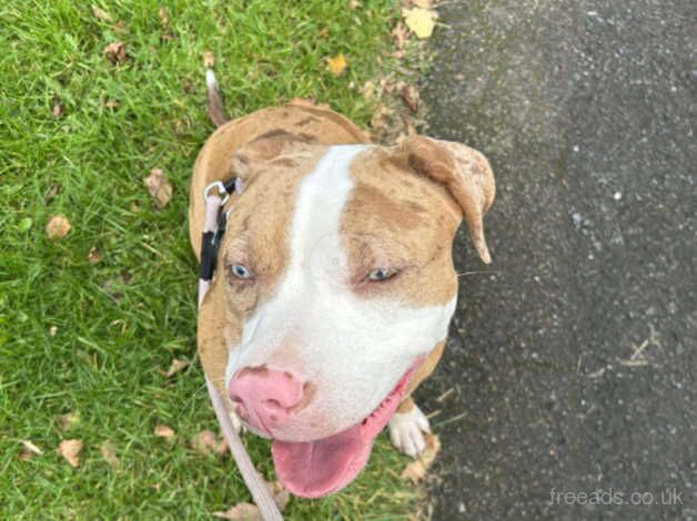 American Bulldog puppies for sale in Manchester, Greater Manchester – 1 year old - Image 3 of 5