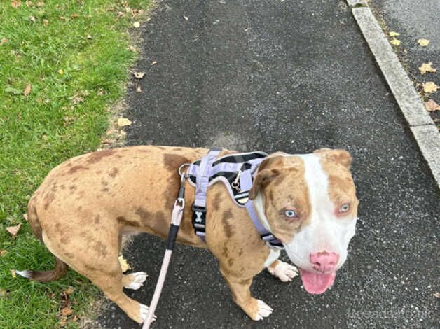 American Bulldog puppies for sale in Manchester, Greater Manchester – 1 year old - Image 4 of 5