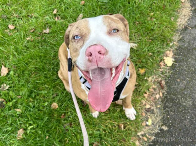 American Bulldog puppies for sale in Manchester, Greater Manchester – 1 year old - Image 5 of 5