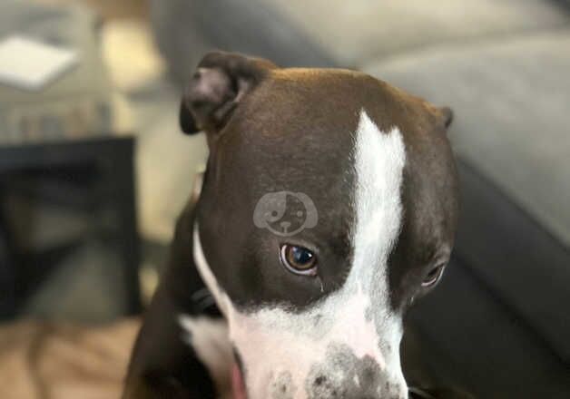 American Bulldog puppies for sale in Farnborough, Hampshire – 2 years old - Image 3 of 5