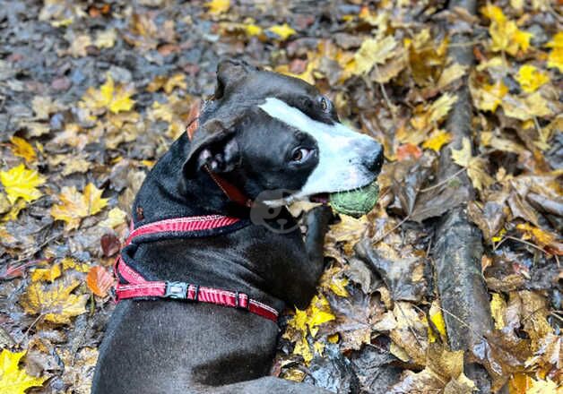 American Bulldog puppies for sale in Farnborough, Hampshire – 2 years old - Image 4 of 5