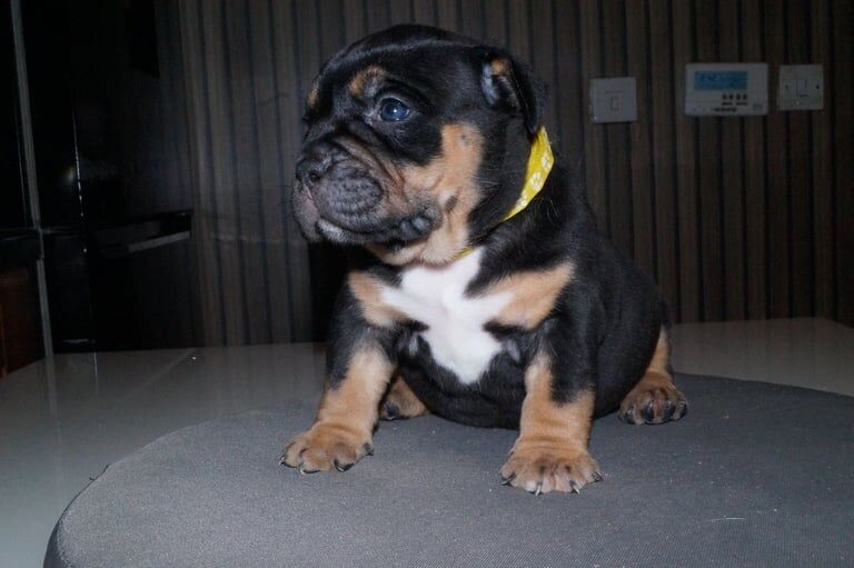 American Bulldog puppies for sale in Strabane, County Tyrone – KC registered, 1 year old - Image 2 of 3