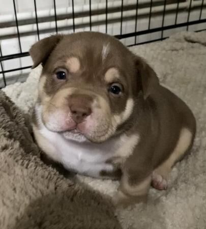 Beautiful micro/pocket bullies for sale in Nelson, Lancashire - Image 1