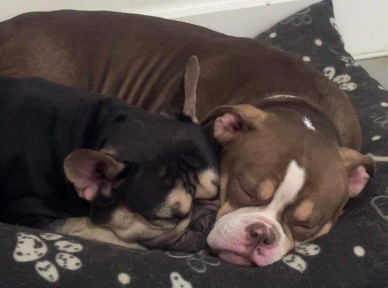 American Bulldog puppies for sale in Grimethorpe, South Yorkshire – 1 year old