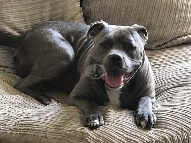 American Bulldog puppies for sale in Leeds, West Yorkshire – 2 years old - Image 1 of 5