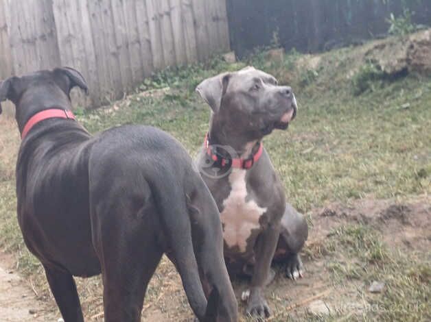American Bulldog puppies for sale in Leeds, West Yorkshire – 2 years old - Image 2 of 5