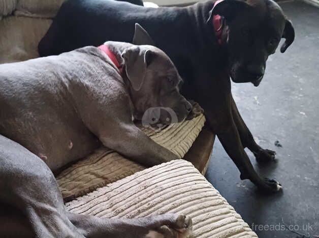 American Bulldog puppies for sale in Leeds, West Yorkshire – 2 years old - Image 3 of 5