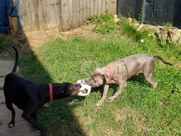 American Bulldog puppies for sale in Leeds, West Yorkshire – 2 years old - Image 5 of 5