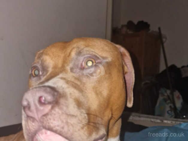 American Bulldog puppies for sale in Bolton, Greater Manchester – 8 months old - Image 1 of 2