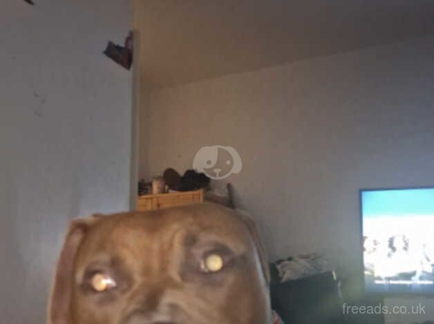 American Bulldog puppies for sale in Bolton, Greater Manchester – 8 months old - Image 2 of 2