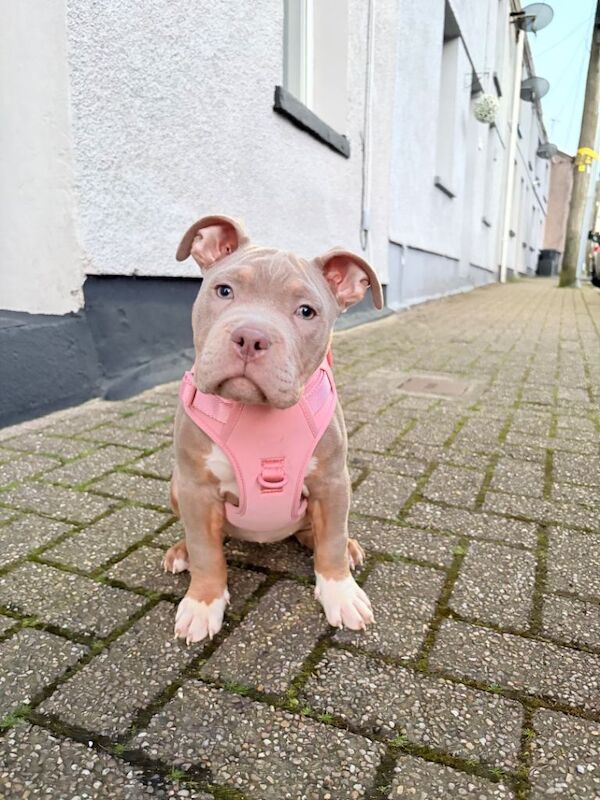 Bonnie is a micro pocket bully