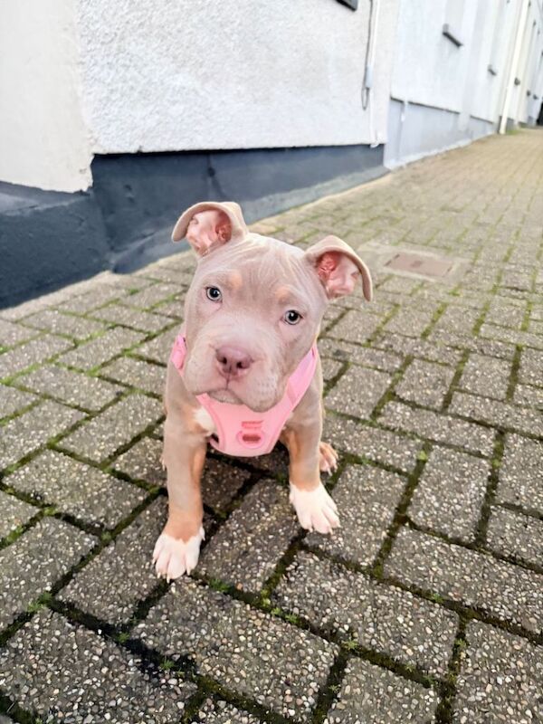 Bonnie is a micro pocket bully - Image 2 of 3