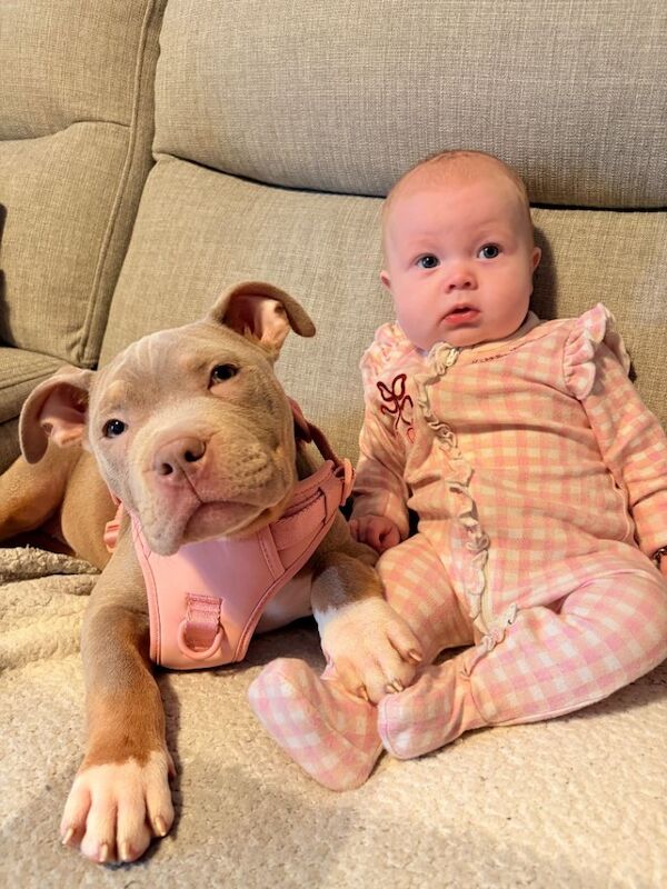 Bonnie is a micro pocket bully - Image 3 of 3