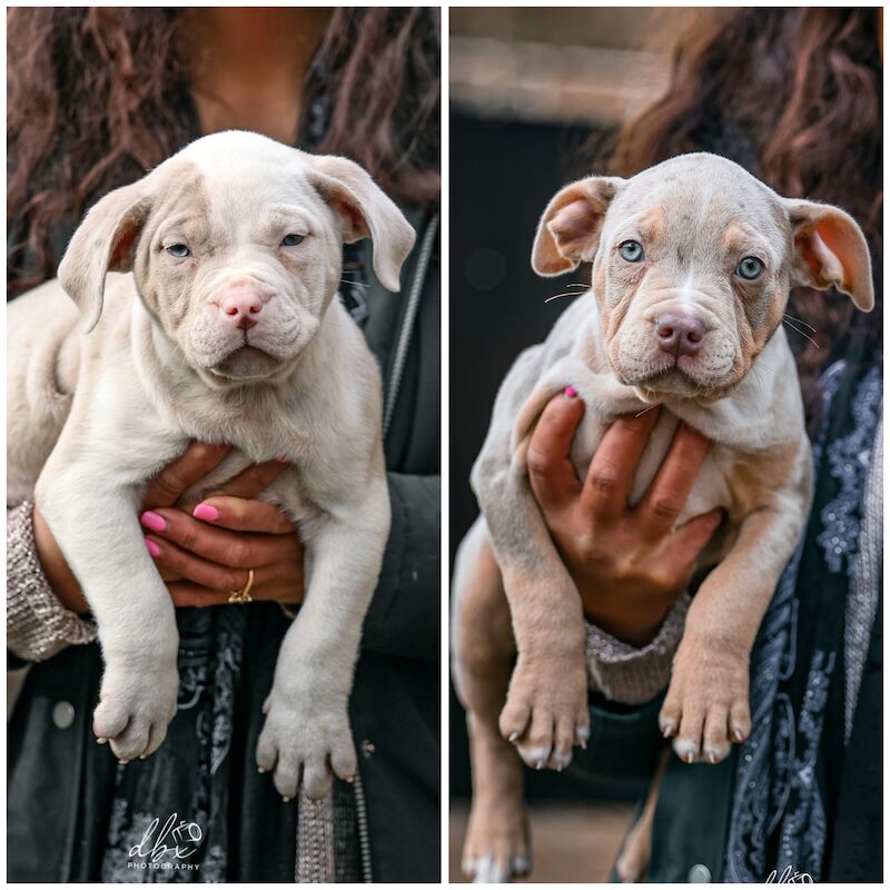 Kennel Club Registered American Bully Dogs And Puppies For Sale