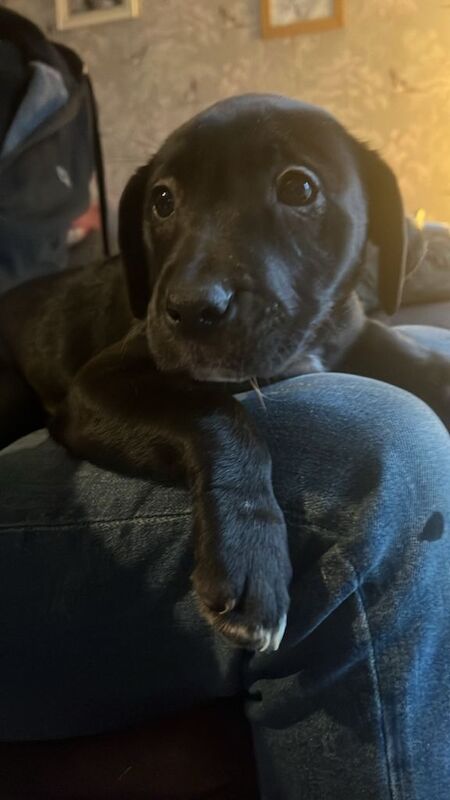 American Bulldog puppies for sale in Sturminster Newton, Dorset – 9 weeks old