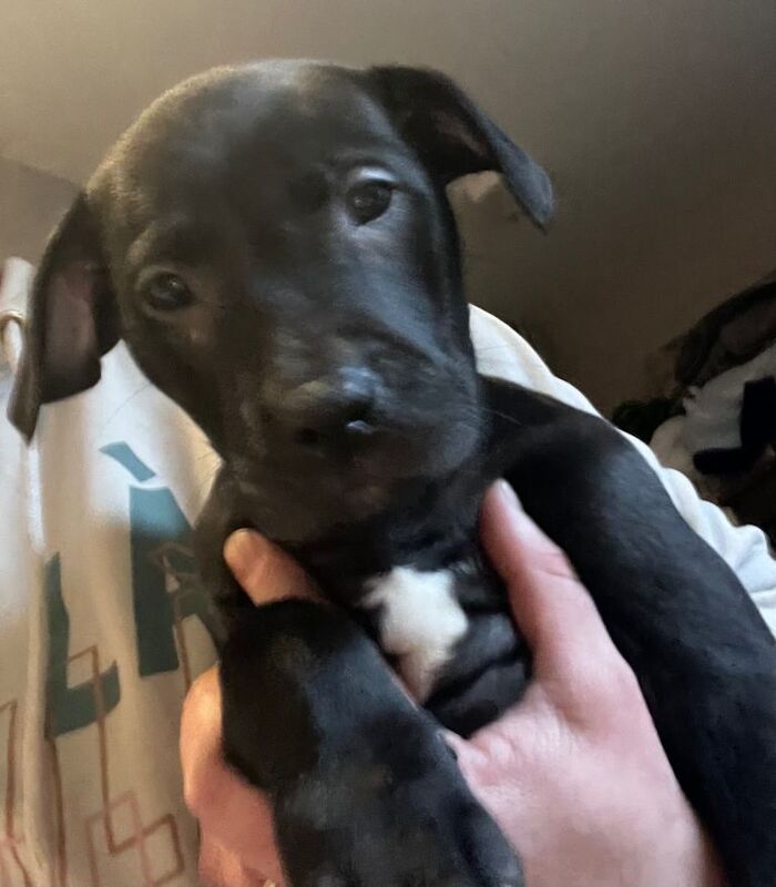 Bullador puppies - Image 2 of 5