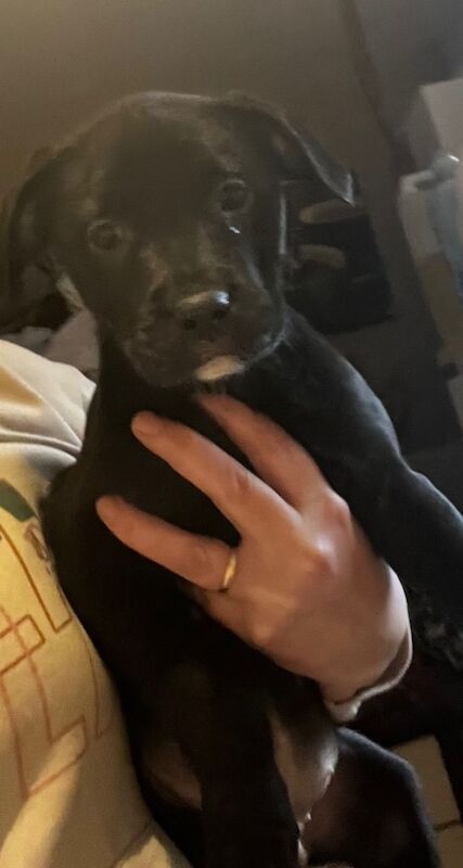 Bullador puppies - Image 3 of 5