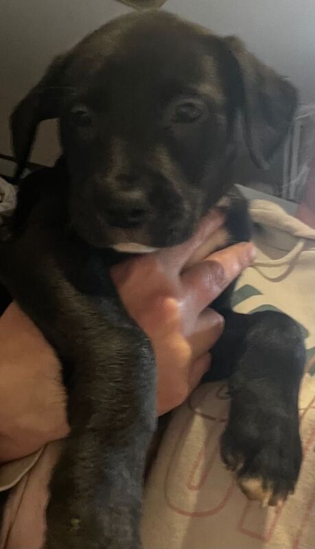 Bullador puppies - Image 4 of 5