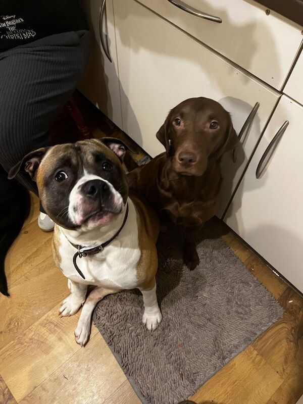 Bullador puppies - Image 5 of 5