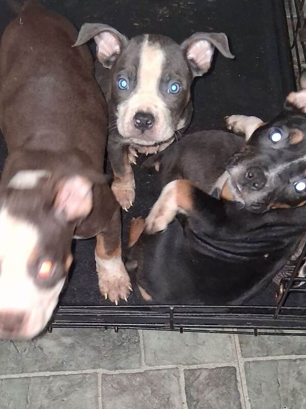 American Bully Puppies For Sale