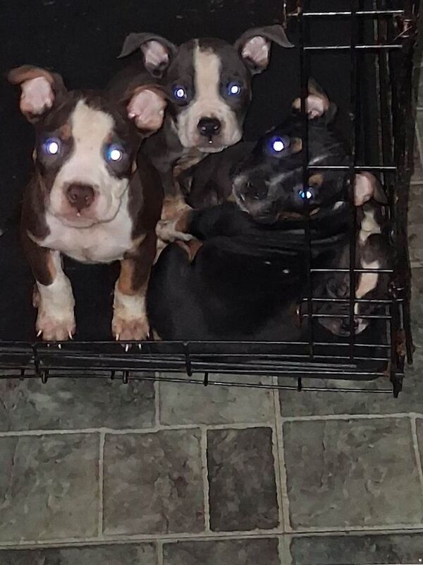 Bulldog pups for sale - Image 2 of 6