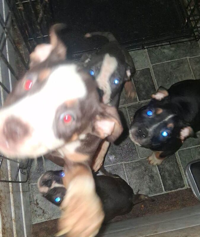 Bulldog pups for sale - Image 3 of 6