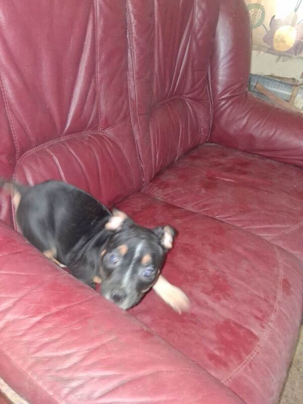 Bulldog pups for sale - Image 4 of 6