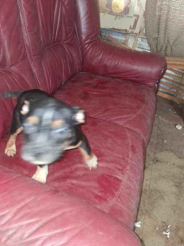 Bulldog pups for sale - Image 5 of 6