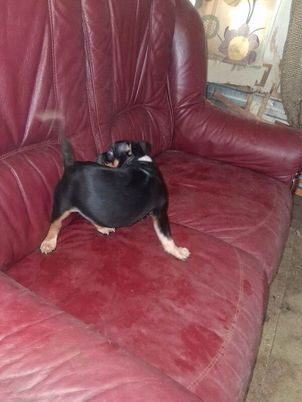 Bulldog pups for sale - Image 6 of 6