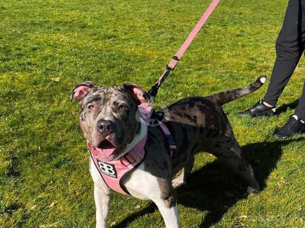 bulldog/staffi Luna - Image 1 of 1