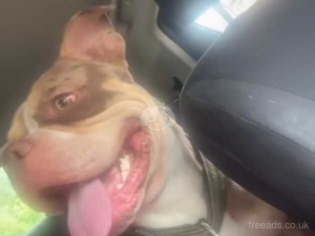 American Bulldog puppies for sale in Newport, Wales – 2 years old - Image 2 of 5