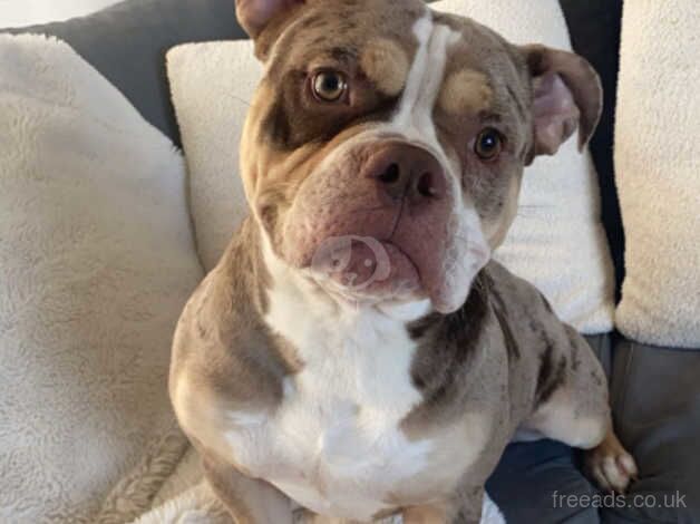 American Bulldog puppies for sale in Newport, Wales – 2 years old - Image 3 of 5