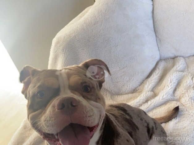 American Bulldog puppies for sale in Newport, Wales – 2 years old - Image 4 of 5