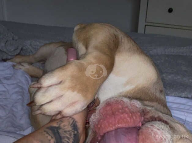 American Bulldog puppies for sale in Newport, Wales – 2 years old - Image 5 of 5