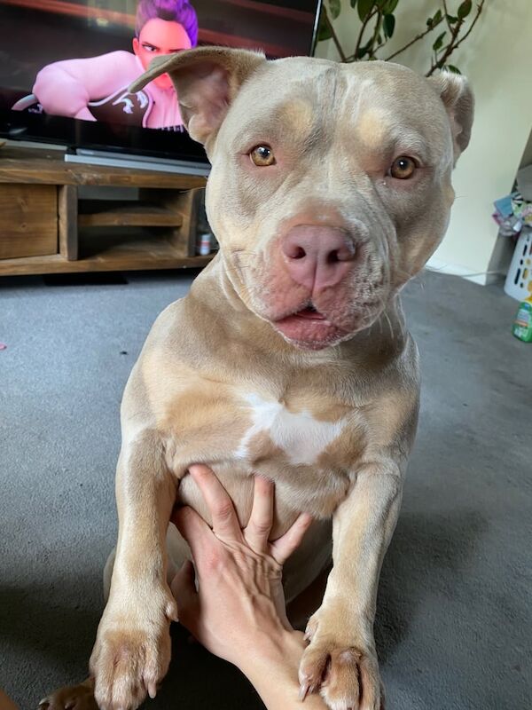 American Bulldog puppies for sale in Poole, Dorset – 3 years old