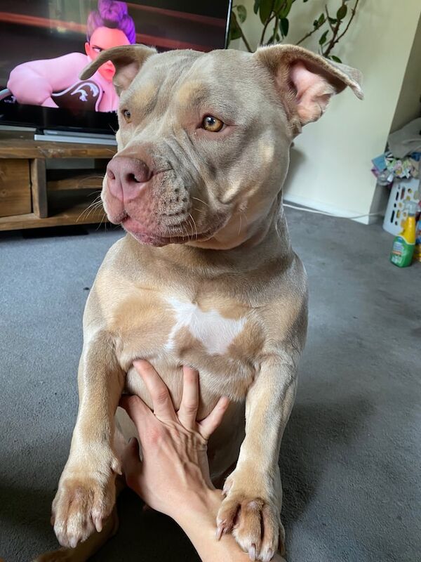 American Bulldog puppies for sale in Poole, Dorset – 3 years old - Image 2 of 3