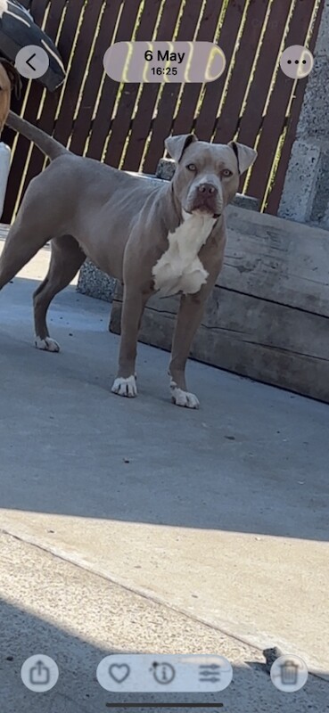 American Bully Puppies For Sale