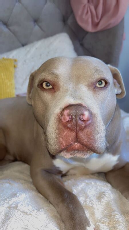 Bully breed female - Image 2 of 3