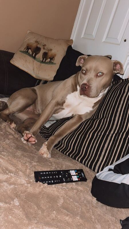 Bully breed female - Image 3 of 3
