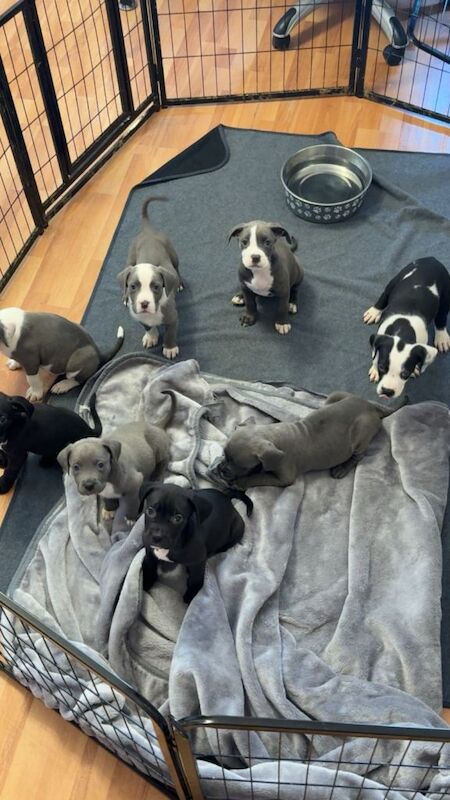 American Bully Puppies For Sale
