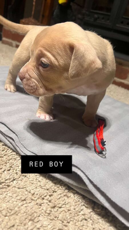 Redboy pitbull puppies for deals sale