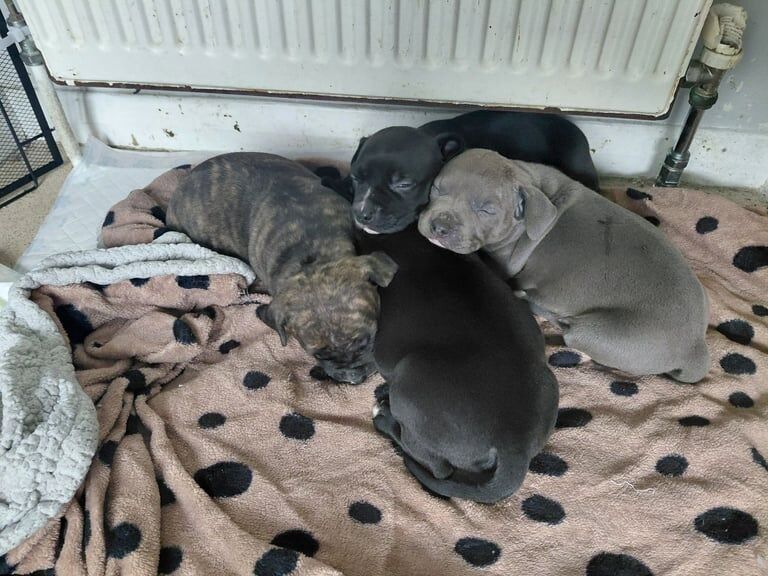 American Bulldog puppies for sale in Newry, County Armagh – 6 weeks old