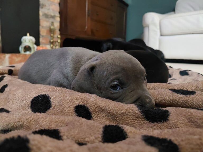 American Bulldog puppies for sale in Newry, County Armagh – 6 weeks old - Image 3 of 3