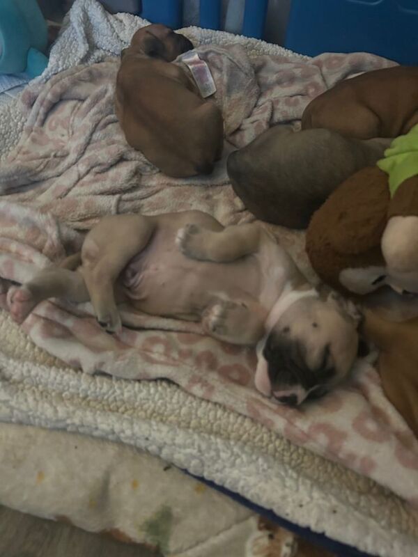 bully pups looking for forever home - Image 2 of 6
