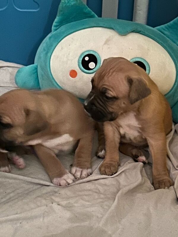 bully pups looking for forever home - Image 3 of 6