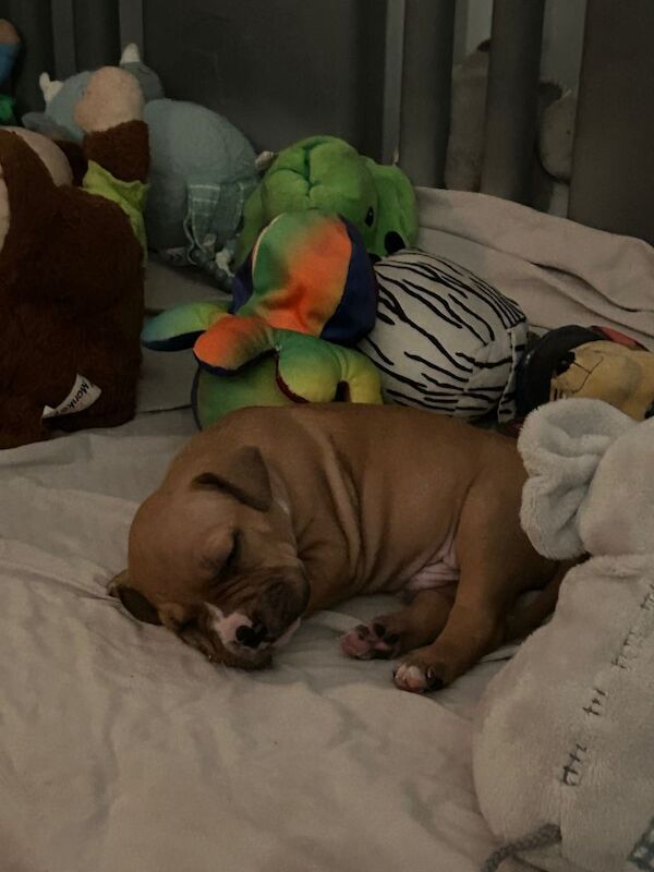 bully pups looking for forever home - Image 4 of 6