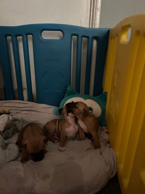 bully pups looking for forever home - Image 5 of 6