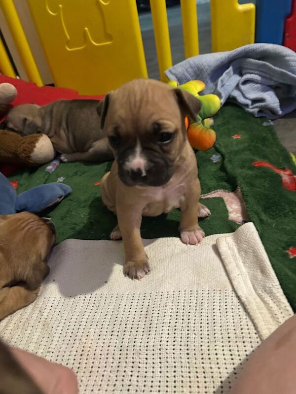 bully pups looking for forever home - Image 6 of 6