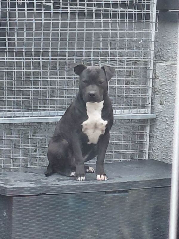 American Bully Puppies For Sale