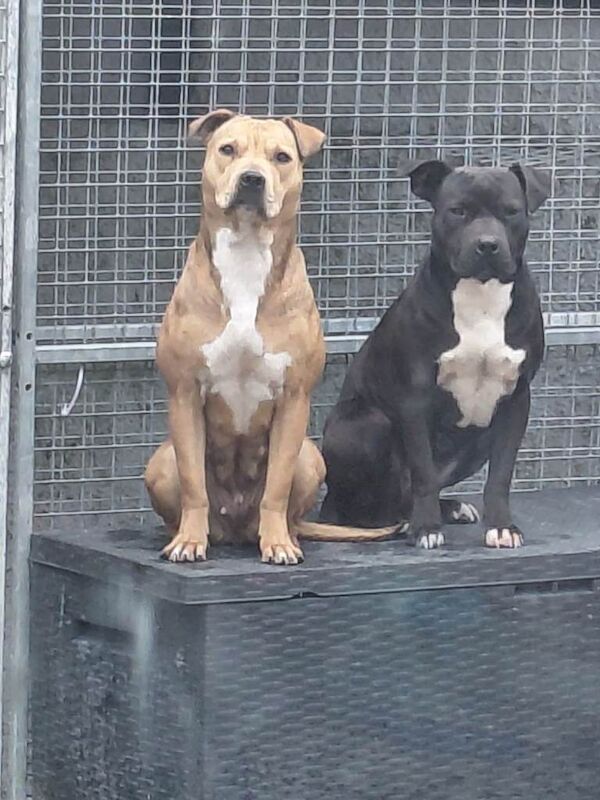 Bully x - Image 2 of 3